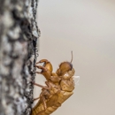 Patio Patrol Springfield - Pest Control Equipment & Supplies