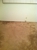 Carpet Cleaners Houston - Water Damage Restoration