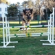 Mo's Dog Training