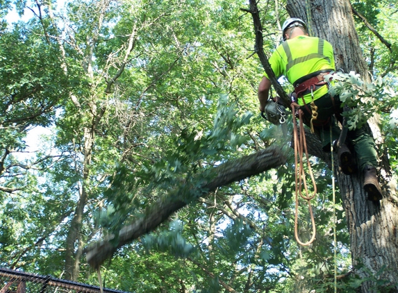 Tree Service San Clemente - San Clemente, CA