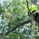 Tree Service San Clemente