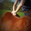 Leg Up Equine Mobile Veterinary and Chiropractic Services - Veterinarians