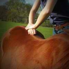 Leg Up Equine Mobile Veterinary and Chiropractic Services