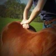 Leg Up Equine Mobile Veterinary and Chiropractic Services