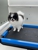 Mobile Pet Salon - Pet Grooming