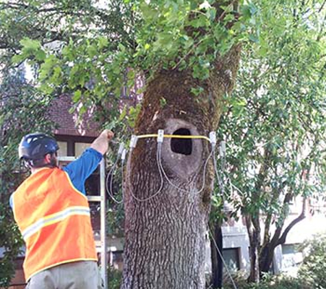 New Day Arborist - Ridgefield, WA