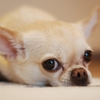 Little Seneca Animal Hospital gallery