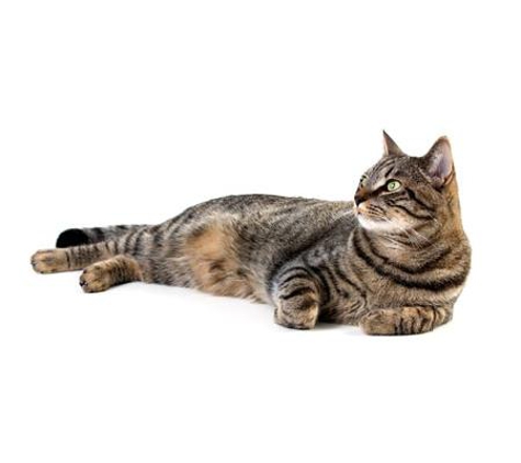 4 Paws Veterinarians - Kirwan, QLD