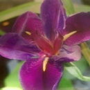 Pinky's Flowers - Florists