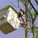 Tree Tech Inc. - Arborists