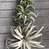 EmeraldAirPlants gallery