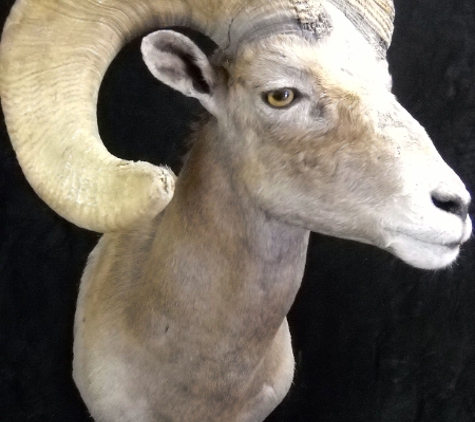 T-Basix Taxidermy & Rugmaking - Tucson, AZ