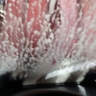 Algonquin Auto Wash & Detail