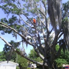 Orange Tree Service