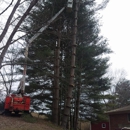 Johnson's Tree Service and Landscaping - Tree Service
