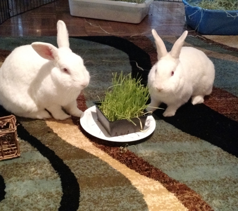 Bunny Whisperer - San Diego, CA