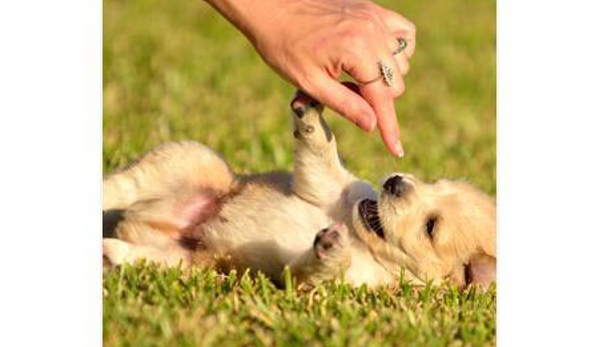 Valley Veterinary Surgery Pty Ltd - Walkerston, QLD