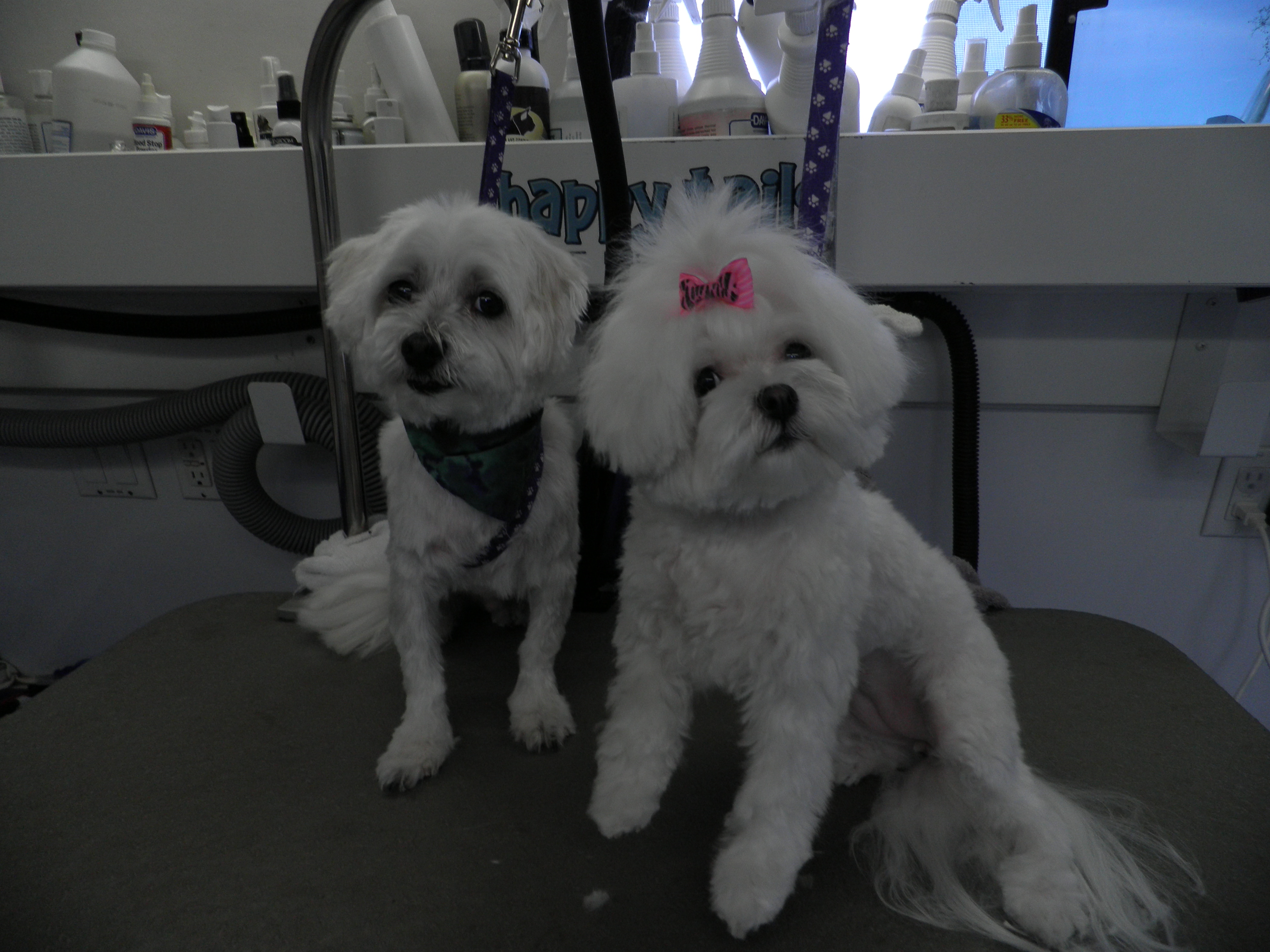 111 happy tails dog grooming