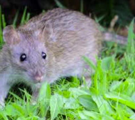 Debbie's Mosquito Control - Mosquito Creek, QLD