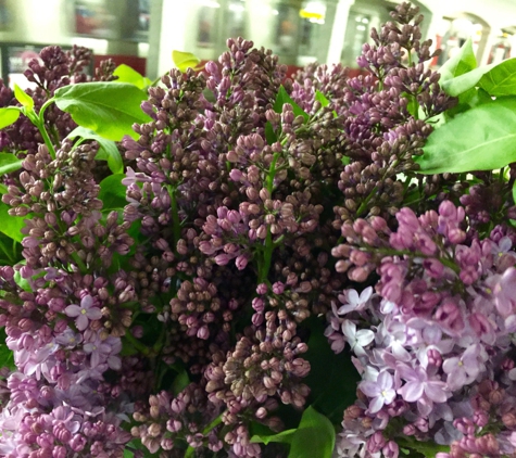 Central Square Florist - Cambridge, MA