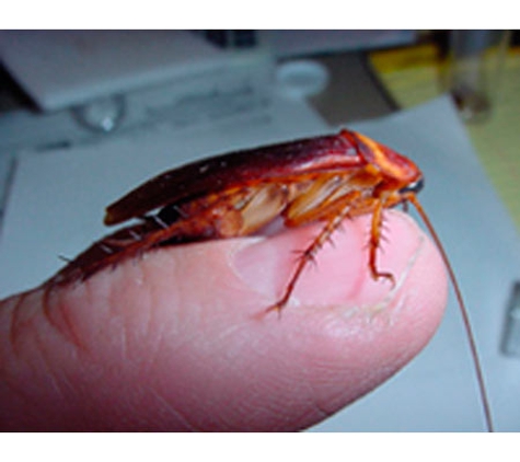 Armageddon Pest Control - Kambah, ACT