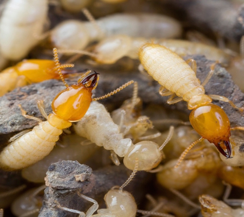 SureSafe Pest Management - Walkervale, QLD. Termite Control