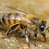 ilovebees.buzz Bee Rescue gallery