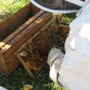 All Florida Bee Removal