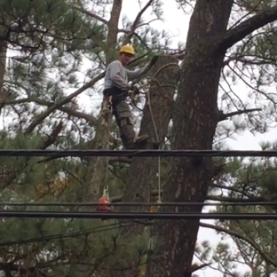A Tree M.D. LLC - Virginia beach, VA. Uprooting pine  had to use a crane for that one