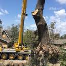 The Tree Amigos - Stump Removal & Grinding