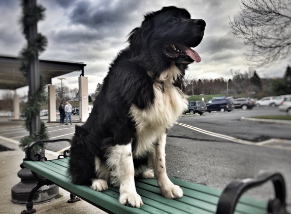 Greater Boston Off Leash K9 Training