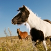 Kiefer Horse Ranch LLC gallery