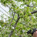 PrimeCare Tree Service - Tree Service