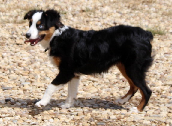 Marsh Veterinary Clinic - Sweeny, TX. Grace Finley