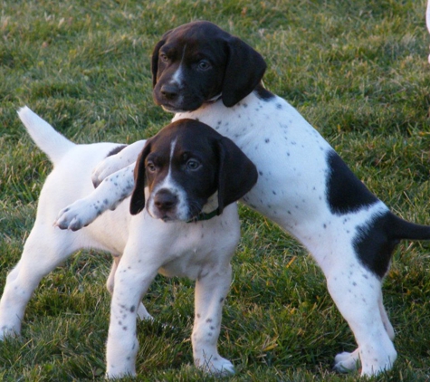 Kylers Field & Marsh kennels - La Pine, OR