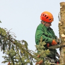 Falling Leaves Tree Service LLC - Arborists
