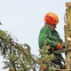 Falling Leaves Tree Service LLC