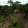 Ideal Palms - Homestead, FL