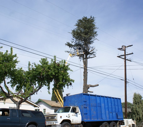 Walker's Tree Service - Bellflower, CA