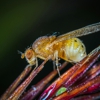 Saela Pest Control gallery