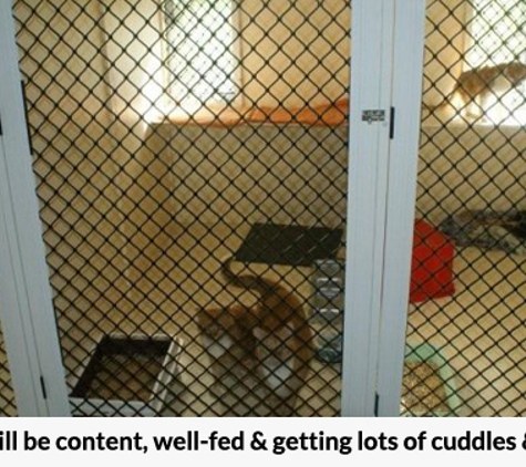 Simply Catz - Jensen, QLD. Your cat will be content, well-fed & getting lots of cuddles & attention.