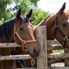 Red Horse Riding Company gallery