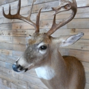 Brown Is Down Taxidermy - Taxidermists