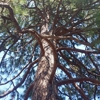Siskiyou Tree Experts gallery