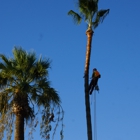 Lb Arborist Tree Care Professionals - CLOSED