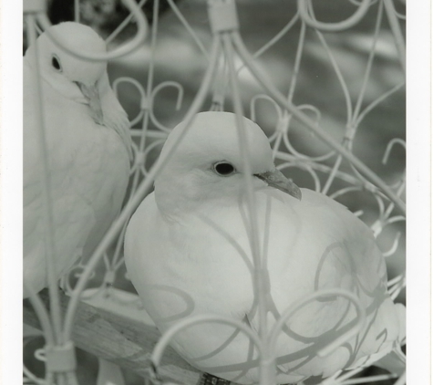 A Whitebird Dove Release