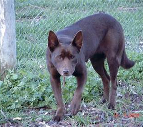 Elfinvale Stud Kelpies - Melville Forest, VIC