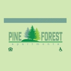 Pine Forest