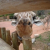 Ent Credit Union ATM - Cheyenne Mountain Zoo gallery