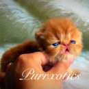 Purrxotics - Pet Breeders